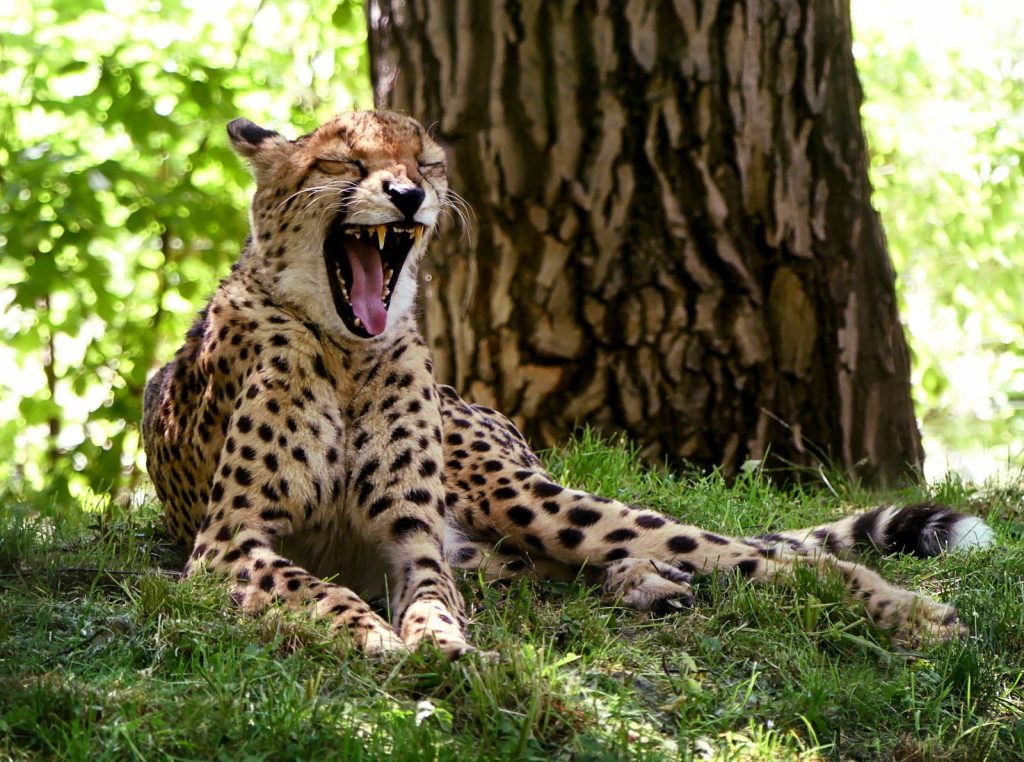 A cheetah yawns widely while lounging in the shade on a bright grassy field.