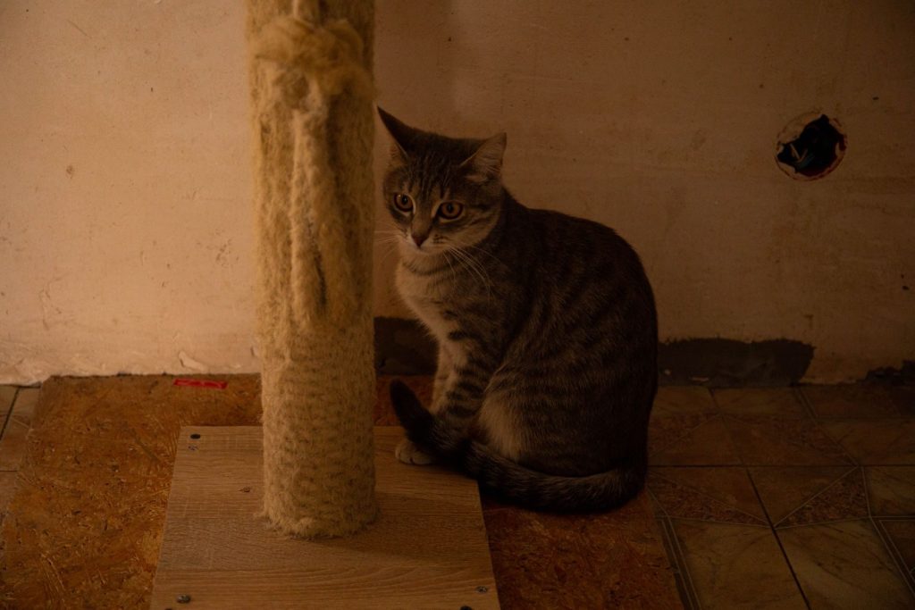 A domestic cat sits by a scratching post in a dimly lit indoor space, showcasing calmness.
