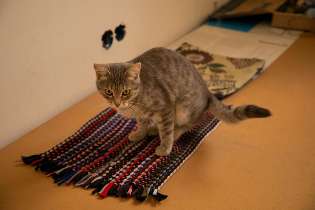 Tabby cat relaxing on a colorful woven rug in a cozy indoor setting.