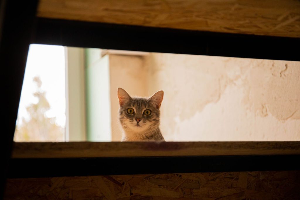 Charming tabby cat with wide eyes peeking through a rustic window, capturing curiosity and cuteness.