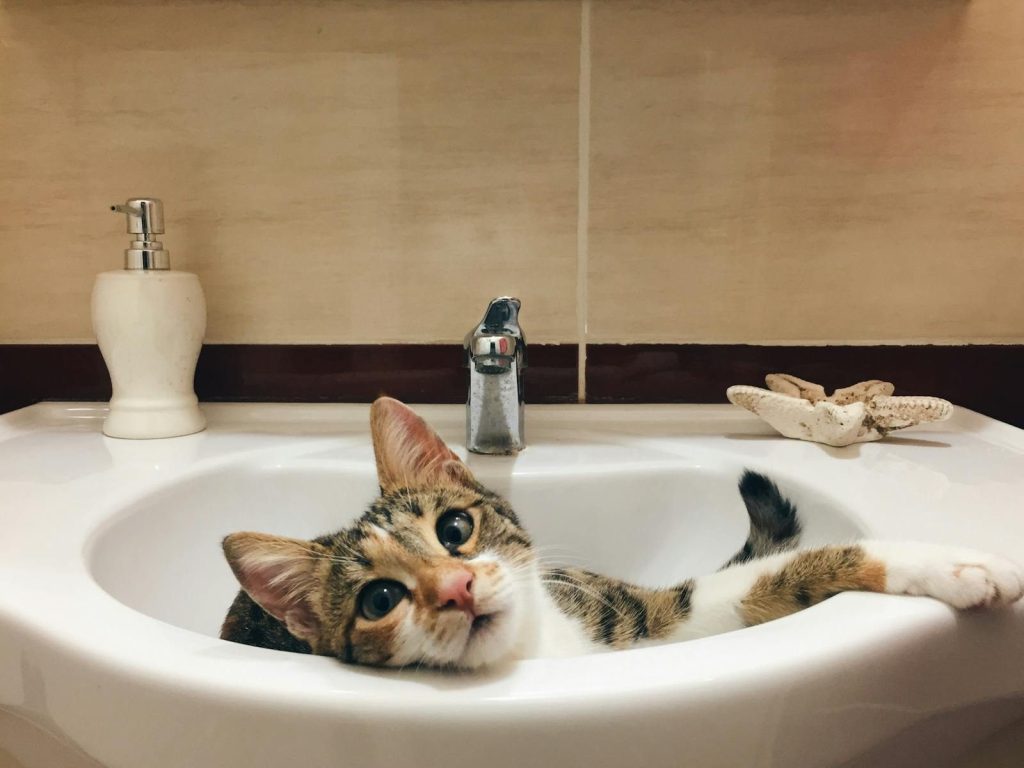 Cute tabby cat lounging comfortably in a bathroom sink, gazing curiously.