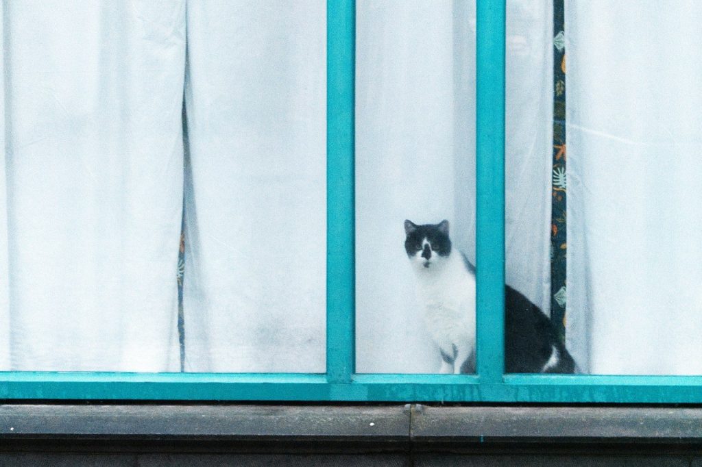 A black and white cat sits behind a window.