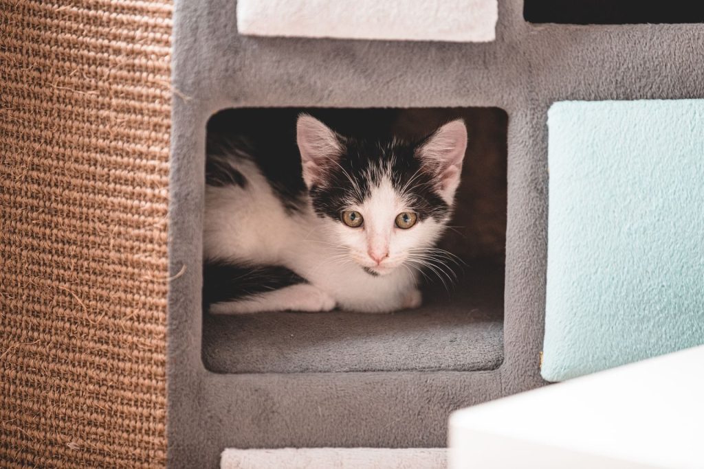 Charming black and white kitten snuggled inside a soft cat house, perfect for pet lovers.