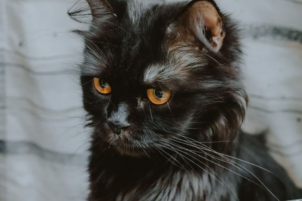 Close-up portrait of a black Persian cat with striking orange eyes and fluffy fur.