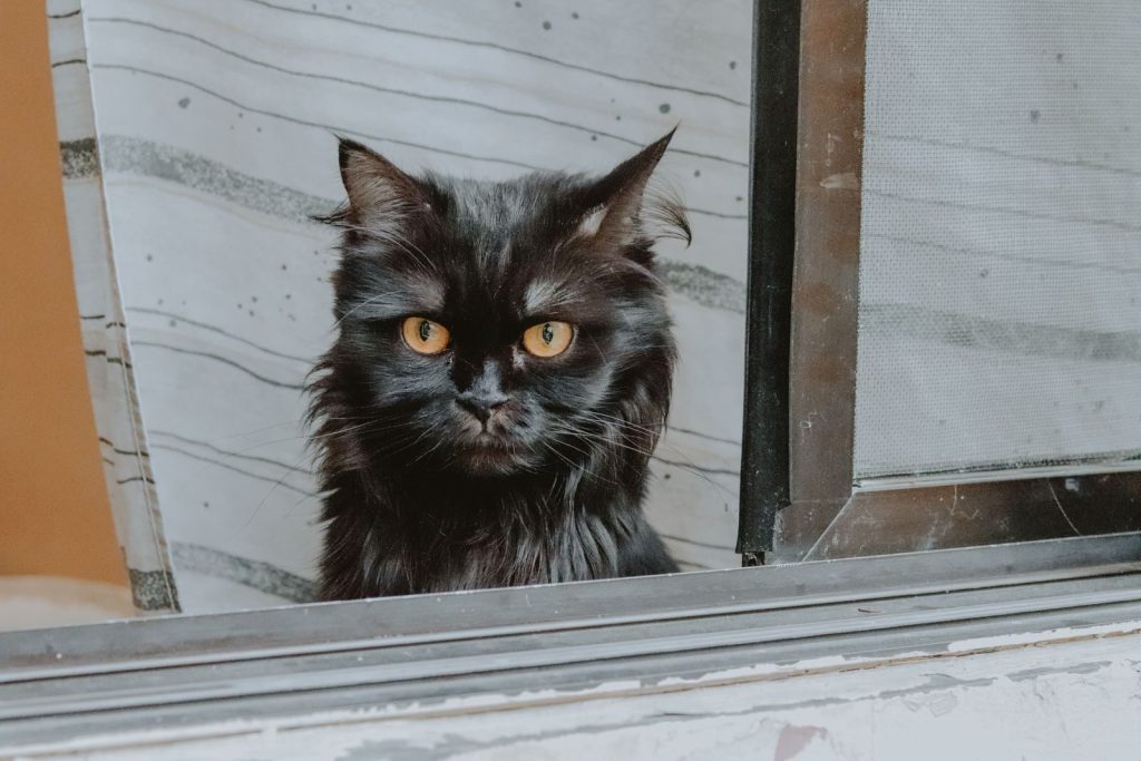 Close-up of a black cat with striking yellow eyes sitting by a window.