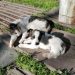 A cute puppy and a cat lounging in the sun, enjoying a peaceful moment outdoors.