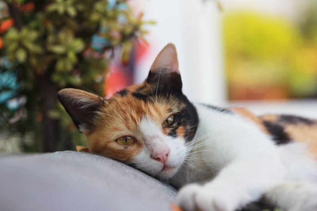 Close-up of a calico cat lounging indoors on a sunny day with a serene expression.