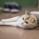 a cat lying on the floor