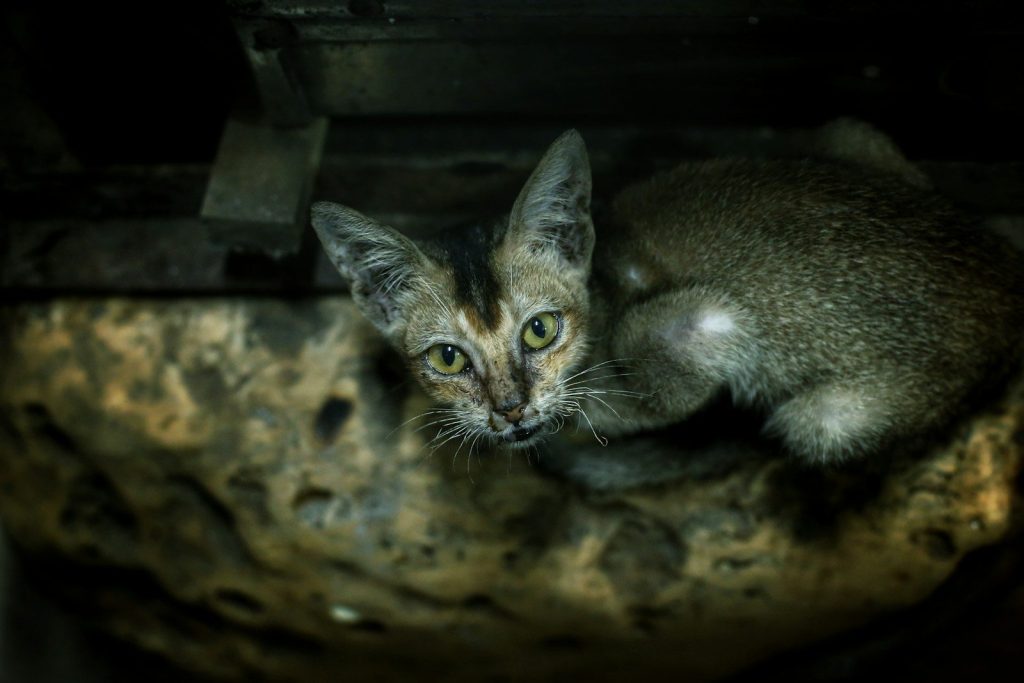 A cat sitting on top of a wooden table