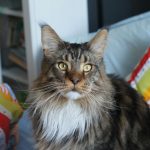 Majestic Maine Coon cat with striking eyes resting on colorful pillows indoors.
