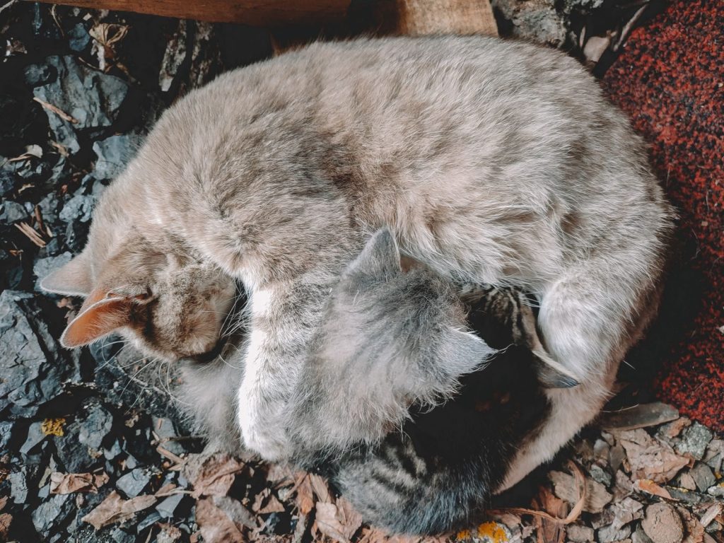 Two cats curled up together on a bed of rocks, enjoying a restful moment in nature.