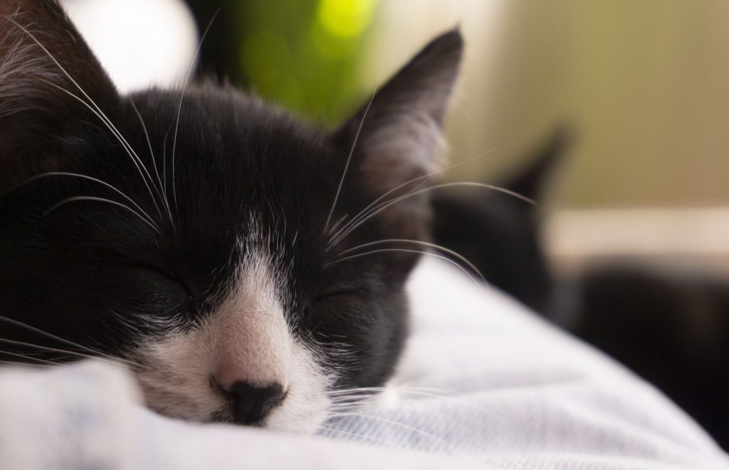 Peaceful black and white cat sleeping in a cozy setting indoors.