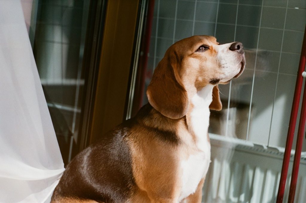A beagle dog sits contentedly by a sunlit window, basking in the warm glow.