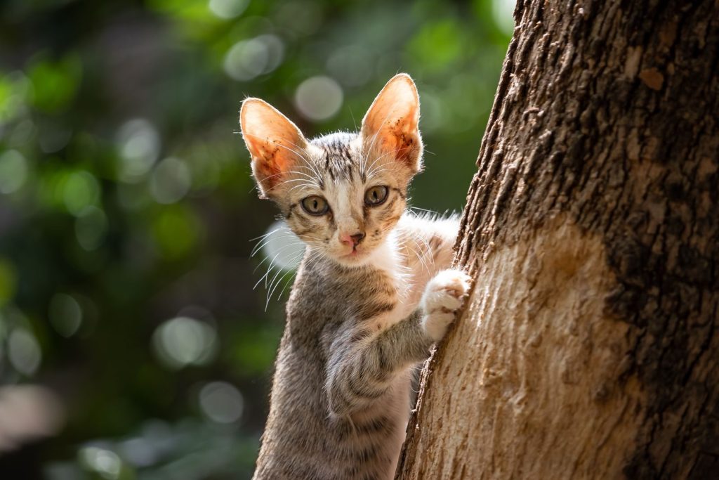 A portrait of a curious tabby kitten climbing a tree, gazing intently at the camera.