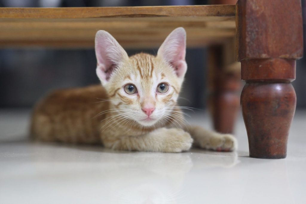Adorable tabby kitten lying under a wooden table, looking curiously into the camera.