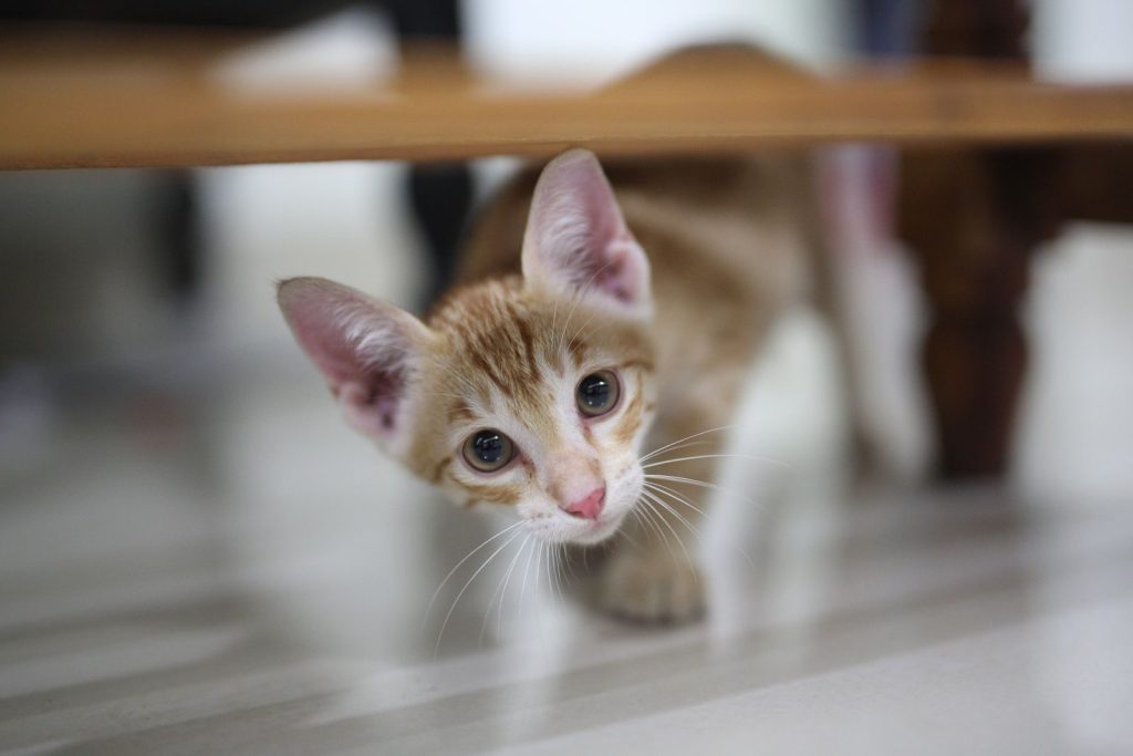 Cute orange kitten peeking out from under a wooden table indoors.