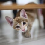 Cute orange kitten peeking out from under a wooden table indoors.
