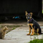 a cat and a dog sitting on the sidewalk
