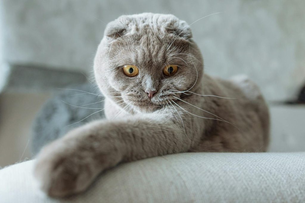 Cute Scottish Fold cat lounging on a sofa, perfect for pet photography enthusiasts.
