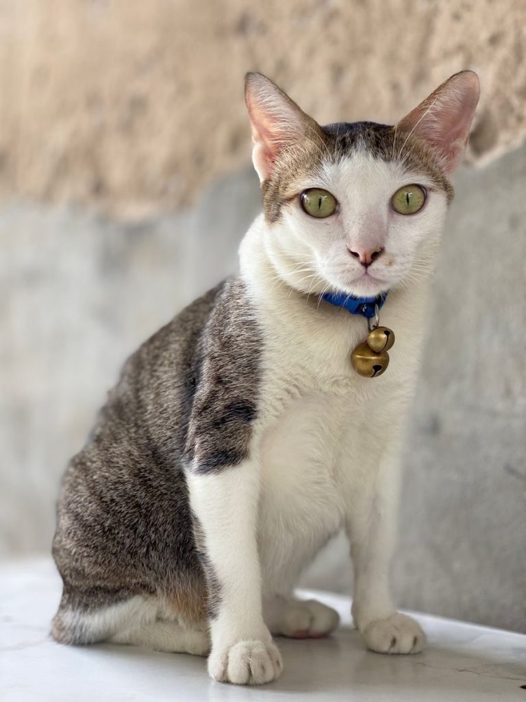 Adorable domestic cat with green eyes wearing a collar sits elegantly indoors.