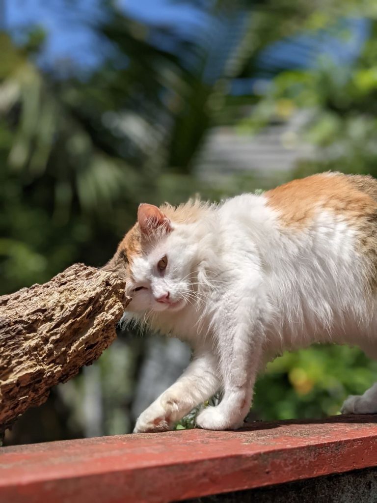 Cute white and orange cat enjoying a sunny day outdoors, rubbing against a tree branch.