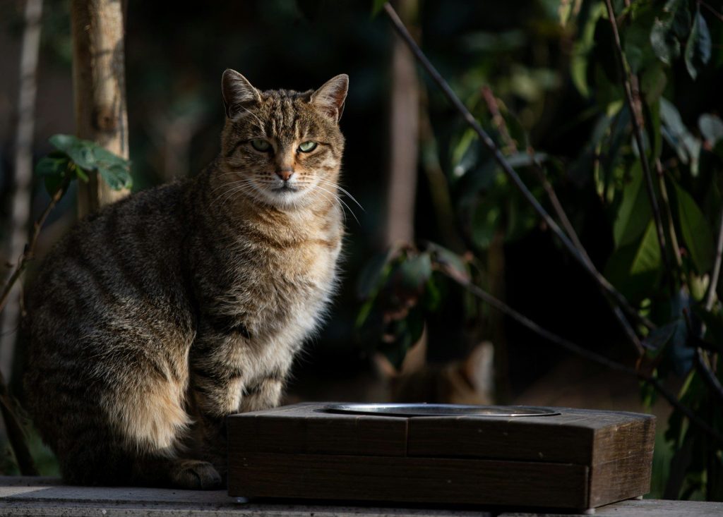 A cat sitting on top of a wooden box