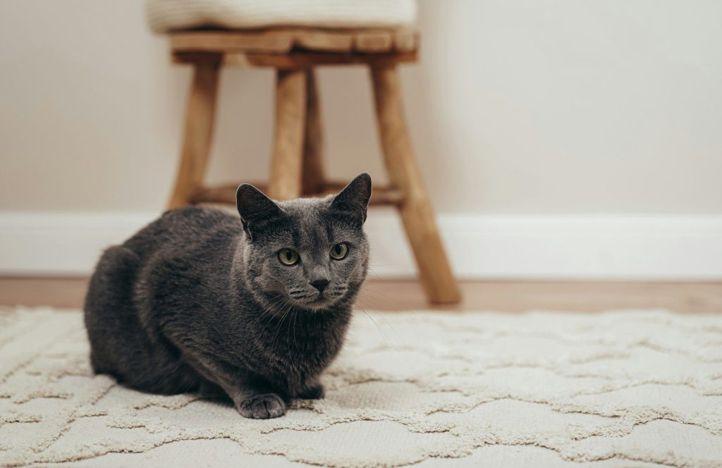 black cat on white floor