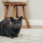 black cat on white floor