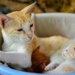 orange tabby cat on blue plastic basin