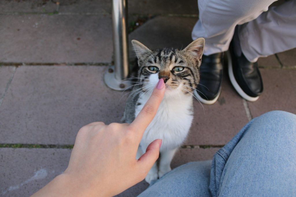 A person's finger gently touches a tabby cat's nose.