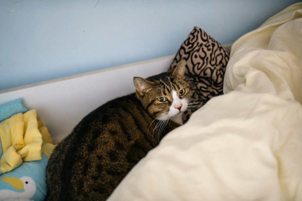 A tabby cat peeks out from under blankets.