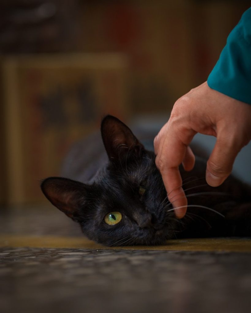 A human hand pets a black cat with green eyes.