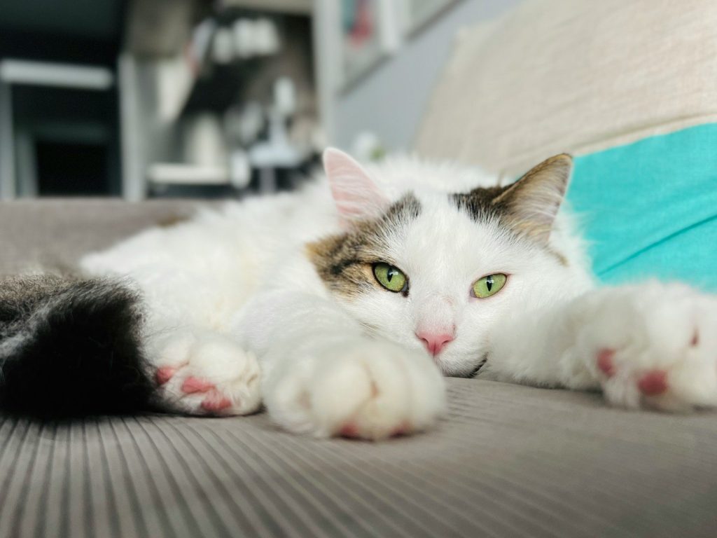 a cat laying on top of a couch next to a pillow