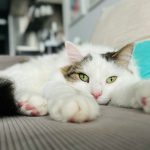 a cat laying on top of a couch next to a pillow