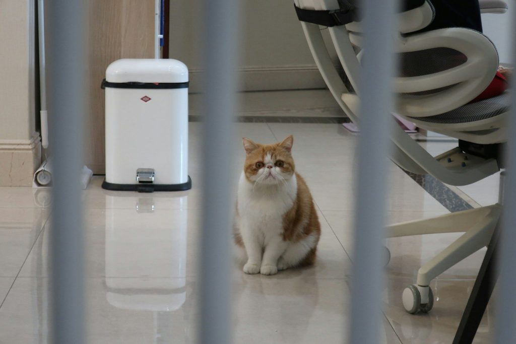 a cat sitting on a floor