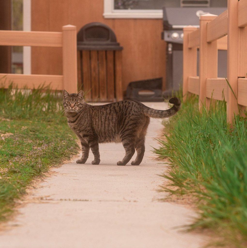 a cat walking down a sidewalk next to a fence