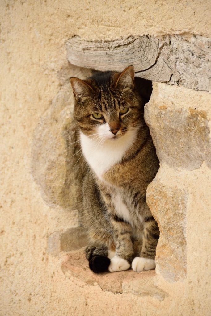 brown tabby cat on brown concrete wall