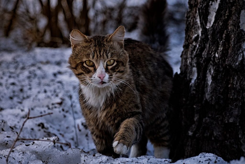 A curious tabby cat with striking fur explores a snowy forest landscape.