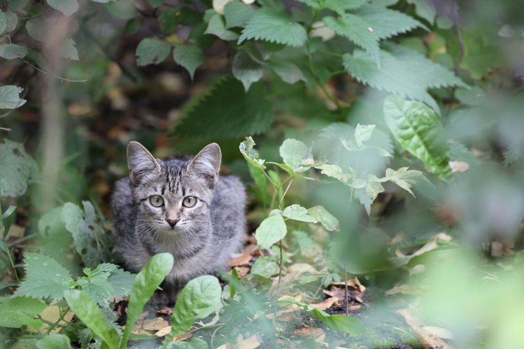 Close-up of a tabby kitten with expressive eyes amidst lush greenery. Perfect for animal lovers.