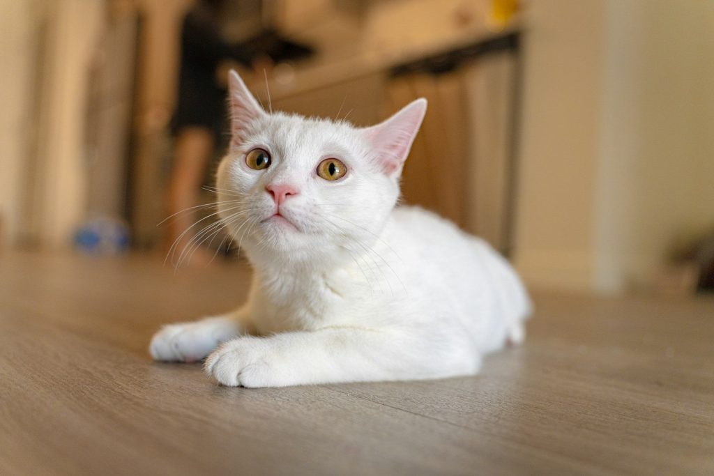 a white cat laying on top of a wooden floor