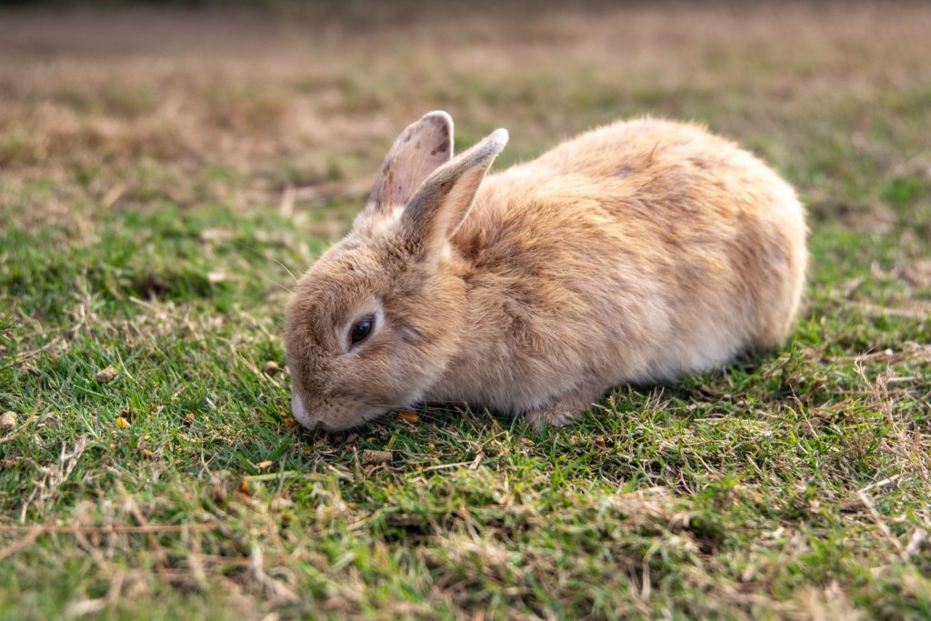 Cute young rabbit on grassy field, a perfect close-up of domestic pet outdoors.