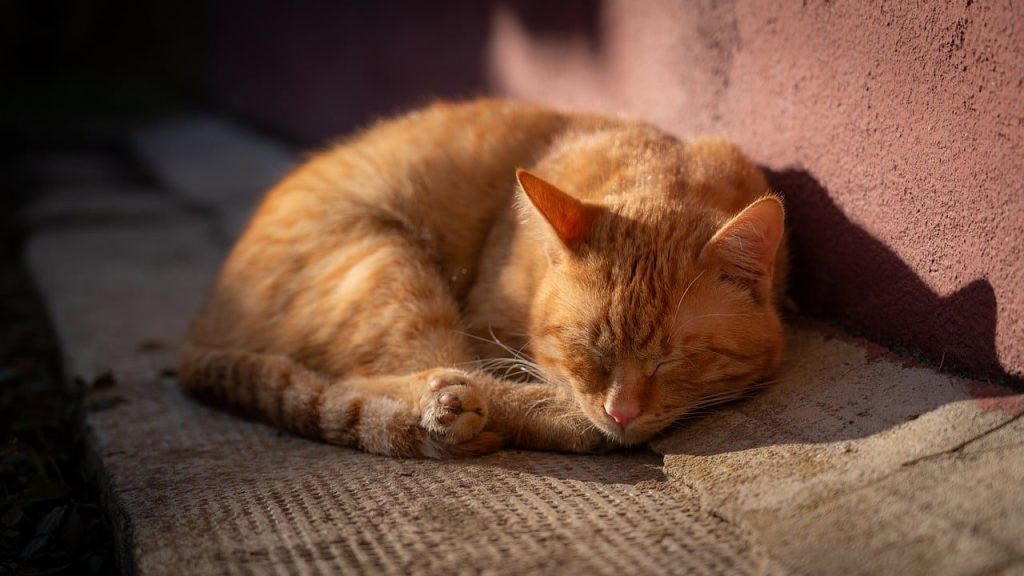 cat, animal, mammal, feline, domestic, pet, nature, domestic cat, kitten, kitty, fauna, cute