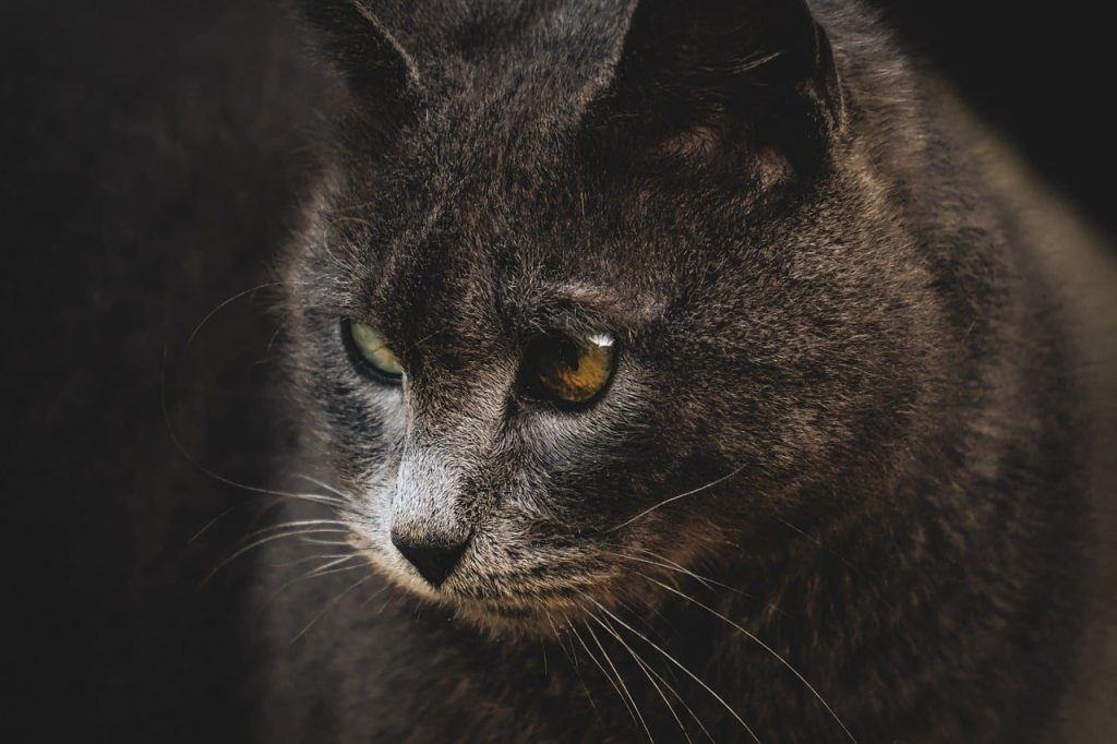 cat, kitty, feline, pet, animal, portrait, nature
