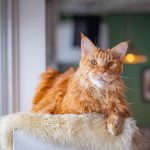 Adorable Maine Coon cat lounging on a fuzzy blanket indoors.