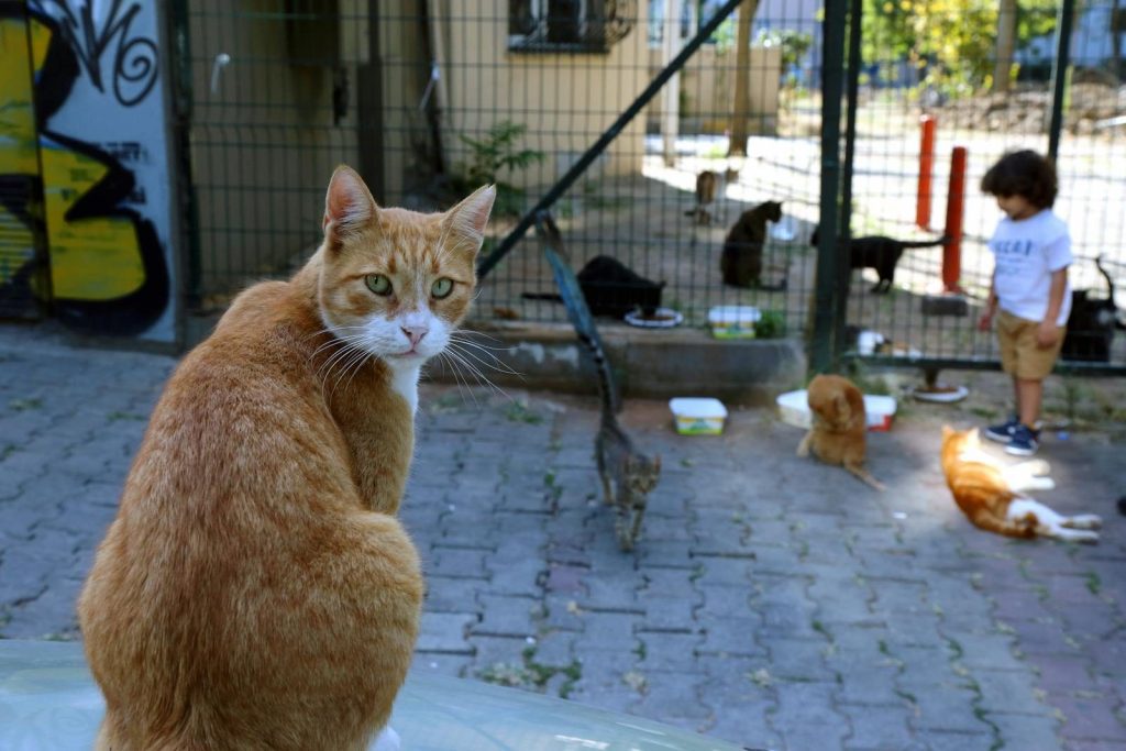 A group of cats and a child in an urban outdoor area, showcasing domesticated felines.