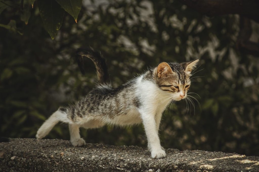 A cute kitten stretches on a sunny outdoor concrete surface with leafy background.