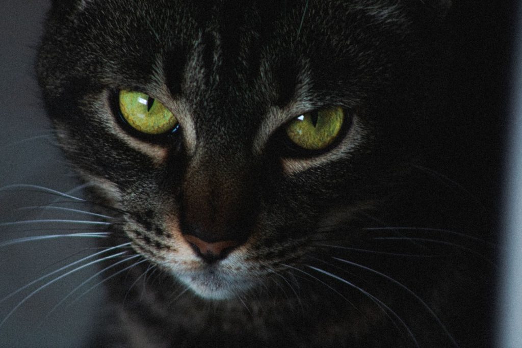 A captivating close-up of a black cat with striking green eyes and prominent whiskers.