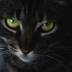 A captivating close-up of a black cat with striking green eyes and prominent whiskers.