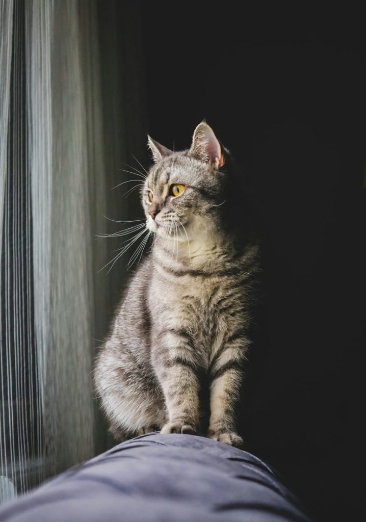 cat, pet, animal, nature, domestic cat, feline, portrait, mammals, cat portrait, kitten