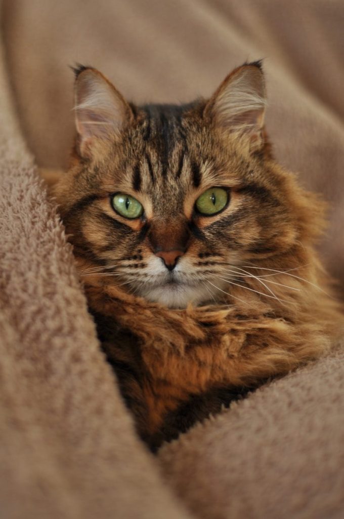 A fluffy cat with green eyes peeks from a blanket.